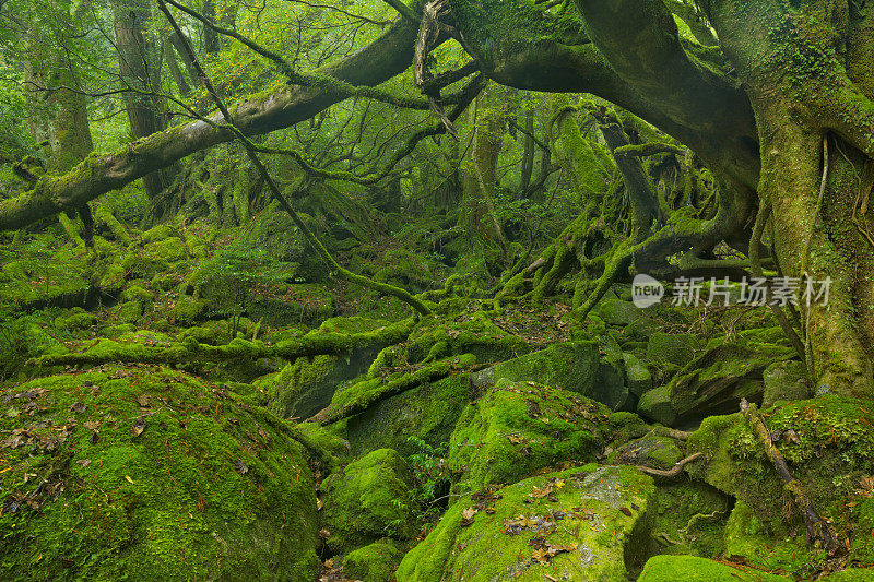 日本屋久岛(Yakushima)上的白谷文须共步道(Shiratani Unsuikyo trail)上郁郁葱葱的雨林